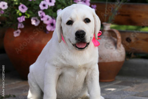 the sweet nice yellow labrador puppy in summer close up