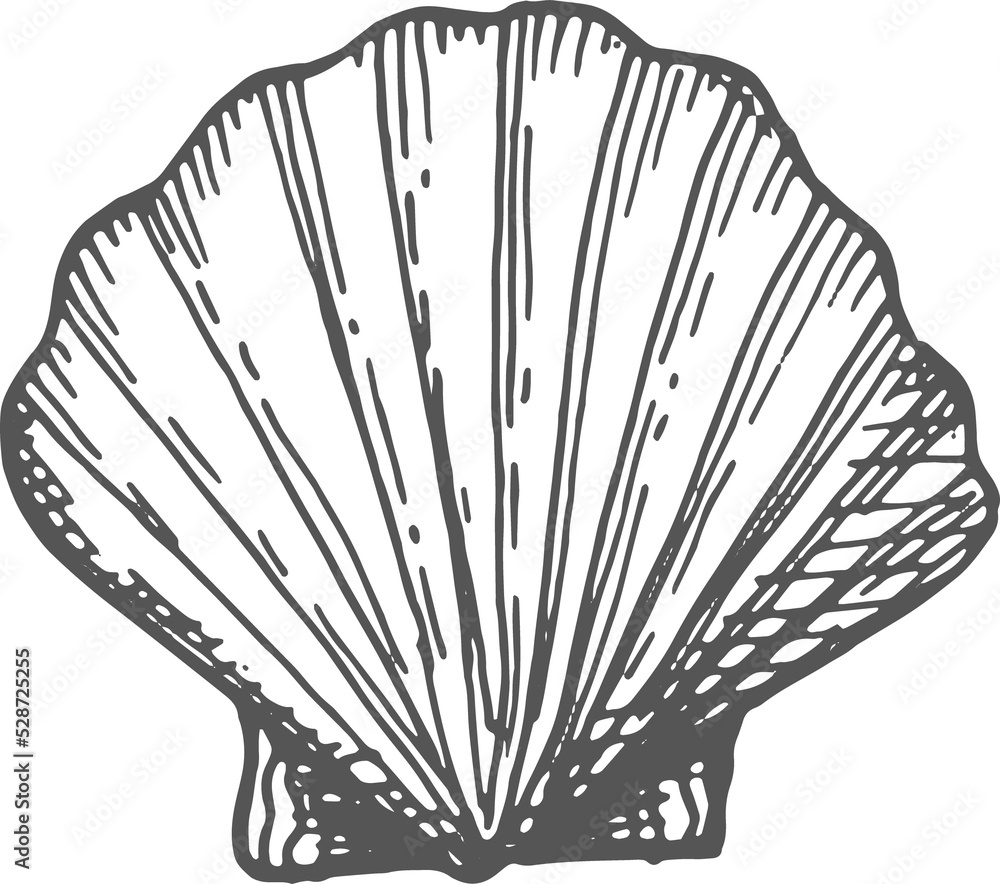 Giant Atlantic cockle isolate seashell sketch icon Stock Illustration ...