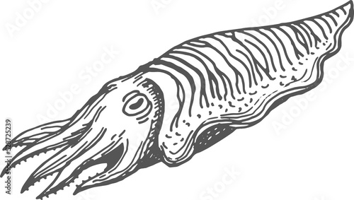 Φωτογραφία Sketch of nautilus pompilius underwater animal