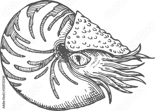 фотографія Snail, chambered nautilus pompilius mollusc animal