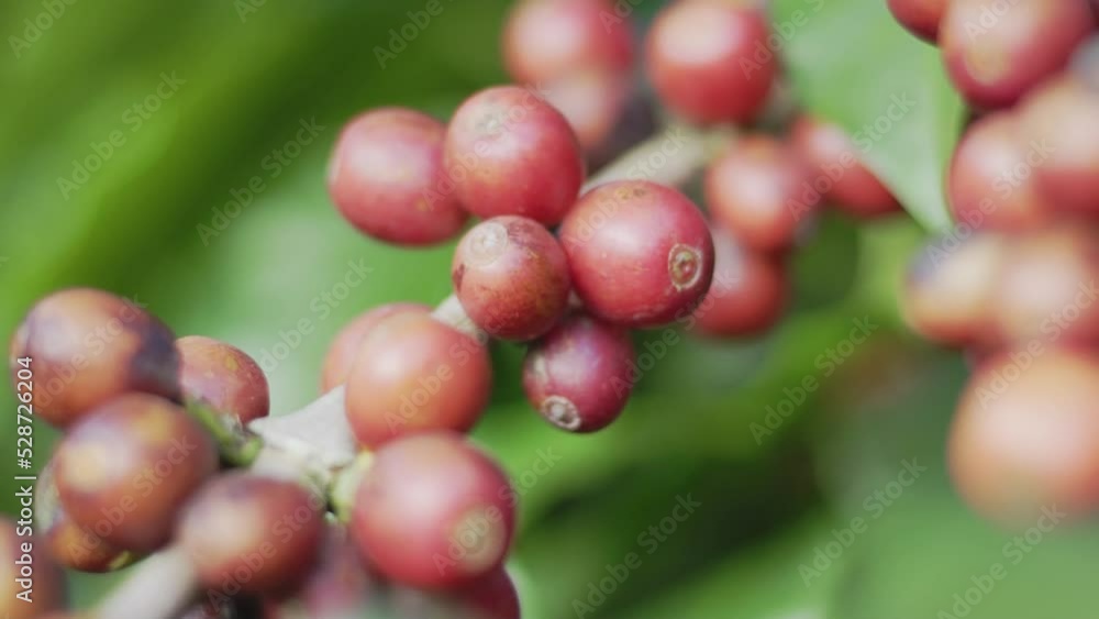Café Minas Plantação Café Minas Plantação