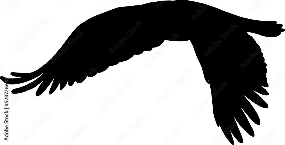 Obraz premium Royal bald eagle isolated hawk falcon bird icon