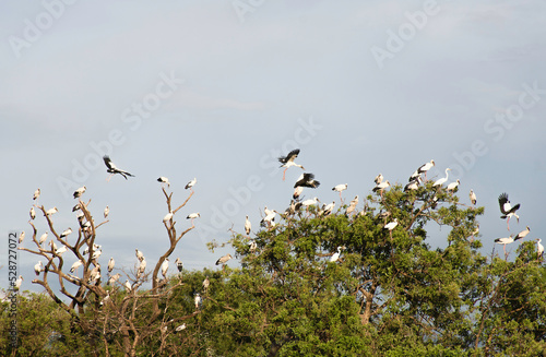 Flock of Asian openbill bird(Anastomus oscitans) perched on a tree photo