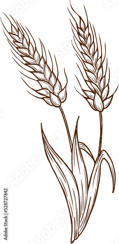 Print op canvas Sketch wheat ears vector plant cereal grain stalks