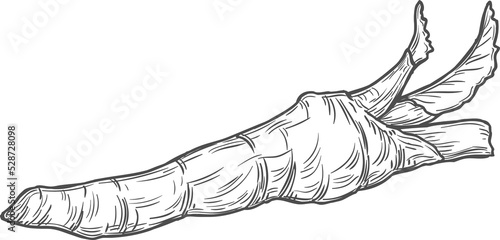 Bild auf Leinwand Sketch horseradish natural vegetable, vector plant