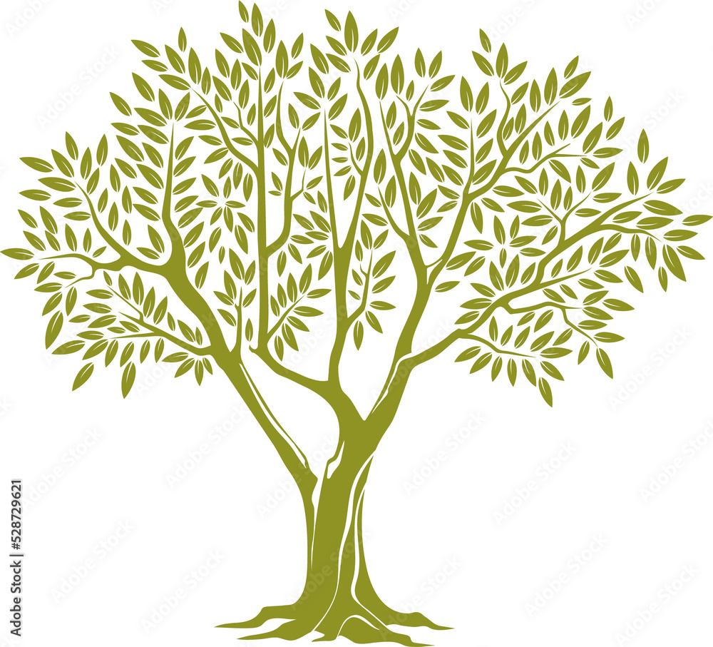 Fototapeta premium Tree trunk, green crown with olive leaves isolated