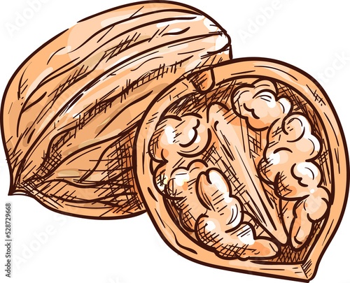 Fotografie Walnut nut kernel in shell, food snack in nutshell