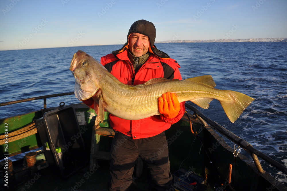 Happy fisherman caught and holds huge codfish standing on deck of fishing boat in Barents Sea Happy fisherman caught and holds huge codfish standing on deck of fishing boat in Barents Sea