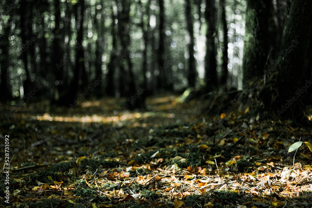 Une forêt d'arbres, de chêne et frêne lors d'une journée ensoleillée. C'est l'automne et des feuilles mortes au sol. Une forêt d'arbres, de chêne et frêne lors d'une journée ensoleillée. C'est l'automne et des feuilles mortes au sol.