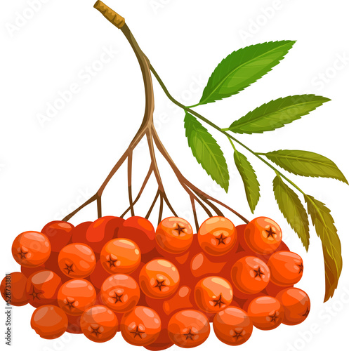 Bunch of rowanberry fruits isolated rowan berries