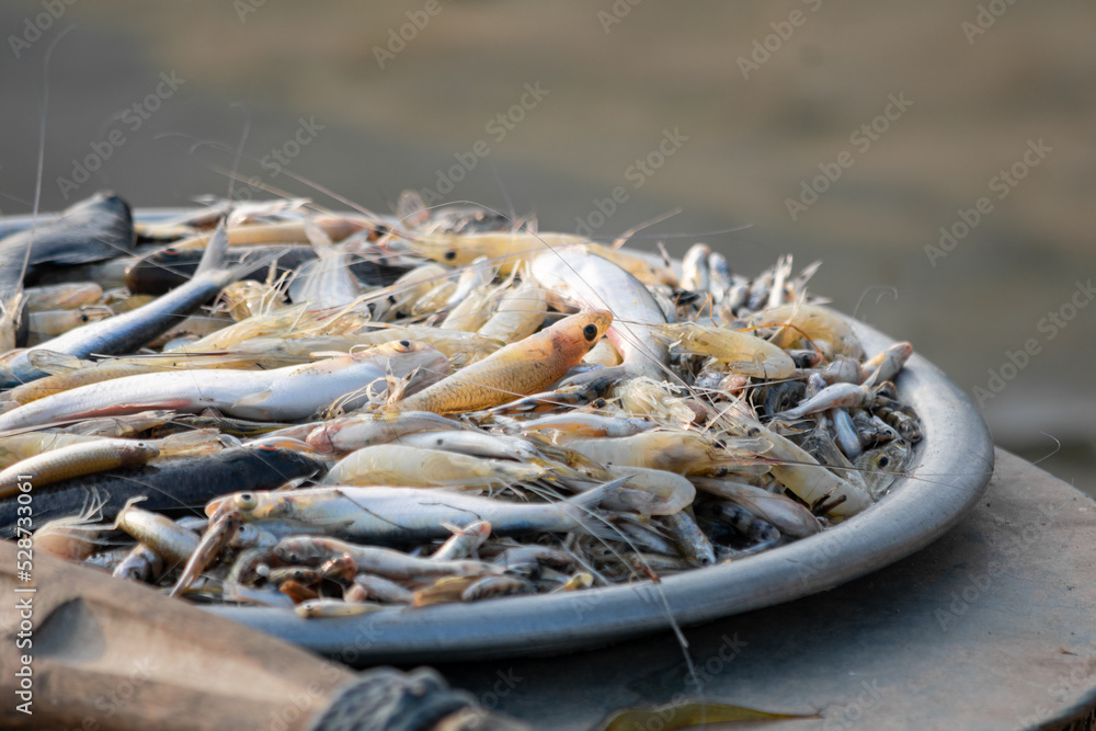 fish and shrimp in village market fish and shrimp in village market