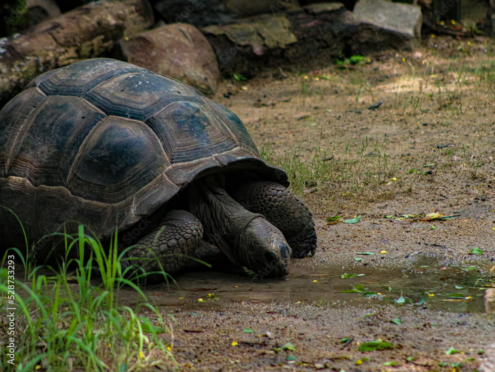 turtle on the ground turtle on the ground