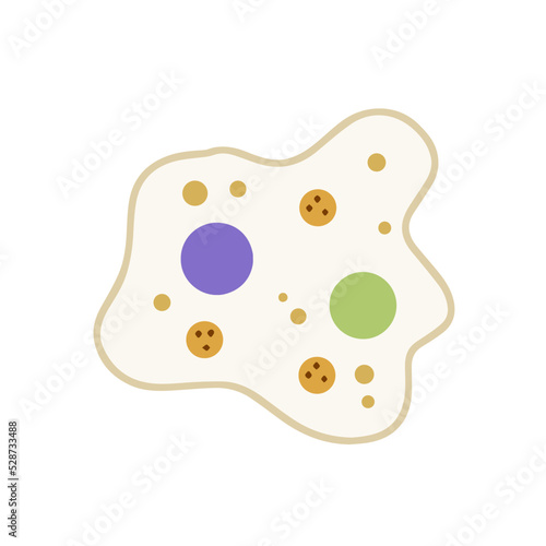 Amoeba cell. Small unicellular animal. Virus and bacteria.