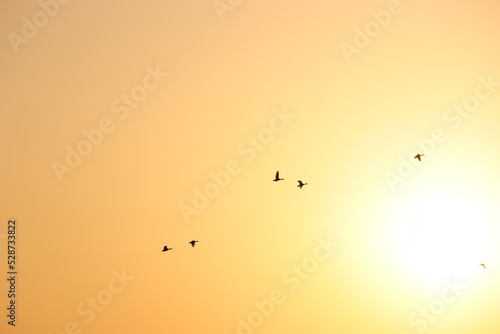 sun set of bird