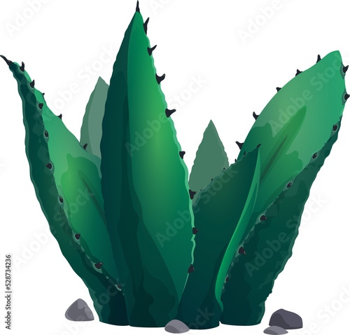 Agave neglecta wild century plant succulent cactus photo
