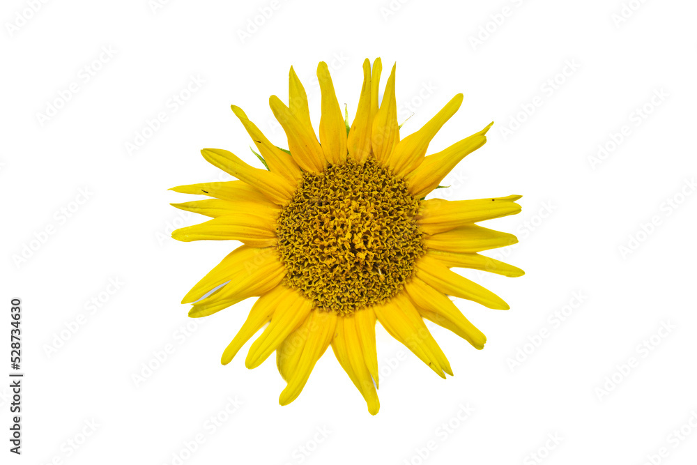 Fototapeta premium Top view sunflower isolated on white background.
