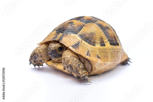 Tortoise or turtle isolated on white background.