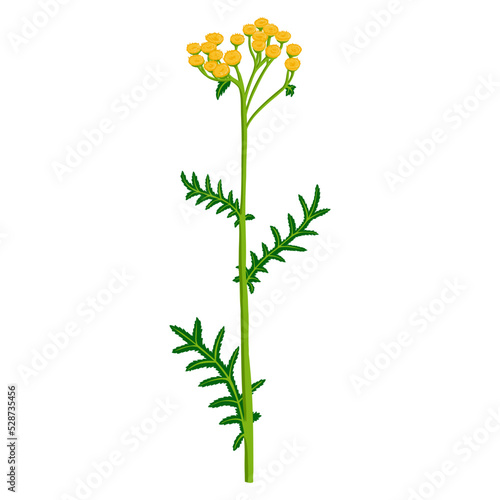 flower of tansy, Tanacetum vulgare, vector drawing wild plant isolated at white background , hand drawn botanical illustration
