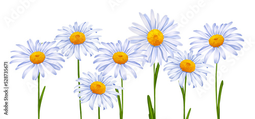 drawing flowers of daisy, marguerites border at white background , hand drawn botanical illustration © cat_arch_angel