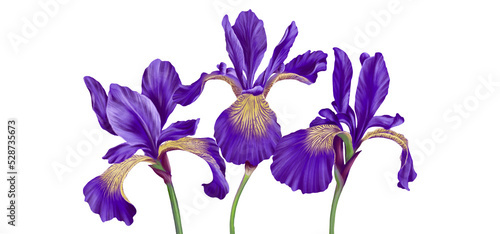 Fototapeta Naklejka Na Ścianę i Meble -  drawing flowers of iris, limniris , floral bouquet, at white background , hand drawn botanical illustration