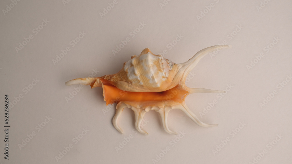 Seashell. Mollusk shell with processes. Seashell. Mollusk shell with processes.
