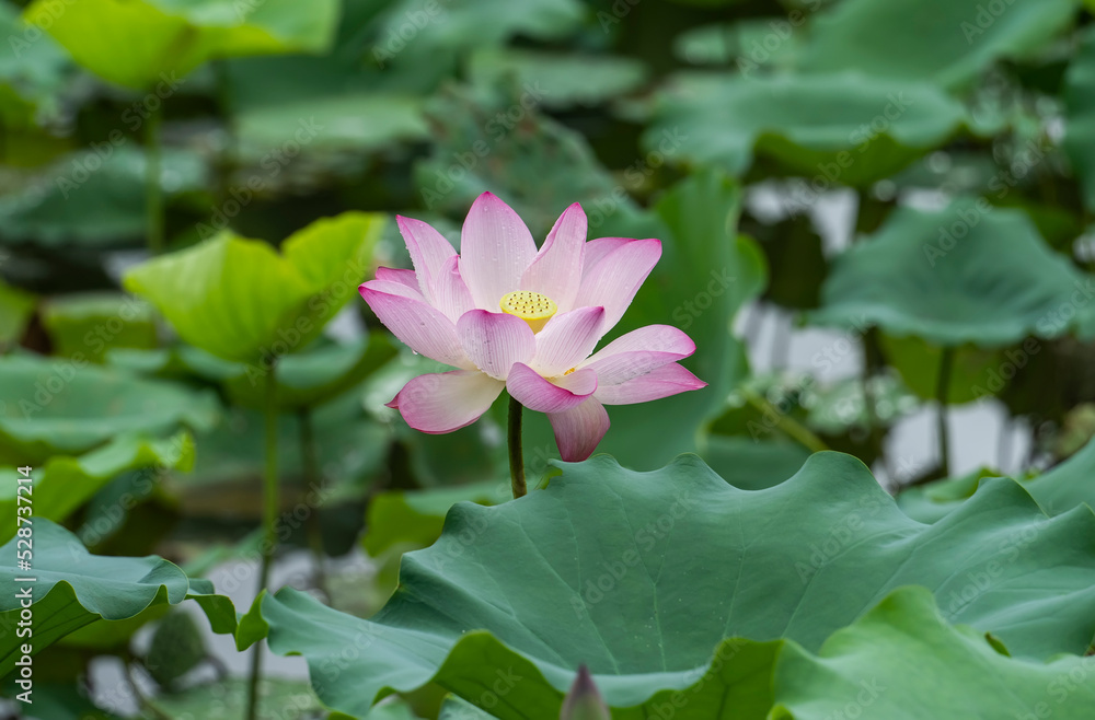 lotus flower blooming in summer pond with green leaves as background lotus flower blooming in summer pond with green leaves as background