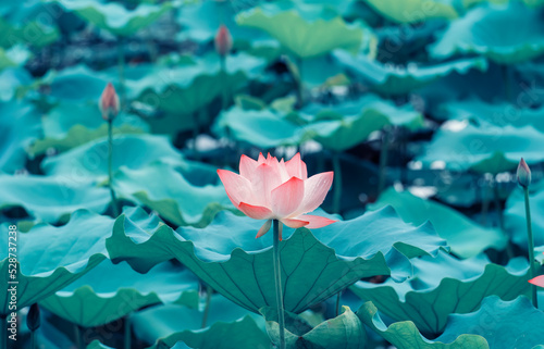 lotus flower blooming in summer pond with green leaves as background