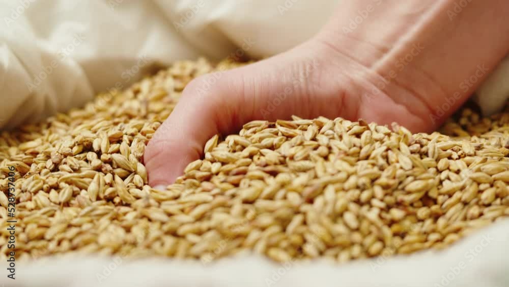 Dry golden barley malt close-up. Craft beer production. Ripe wheat grains texture. Brewery concept. Harvesting and farming, grocery. Dry golden barley malt close-up. Craft beer production. Ripe wheat grains texture. Brewery concept. Harvesting and farming, grocery.