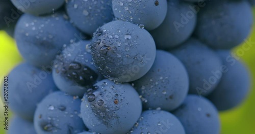 Wallpaper Mural Close-up of blue grapes with dew drops Torontodigital.ca