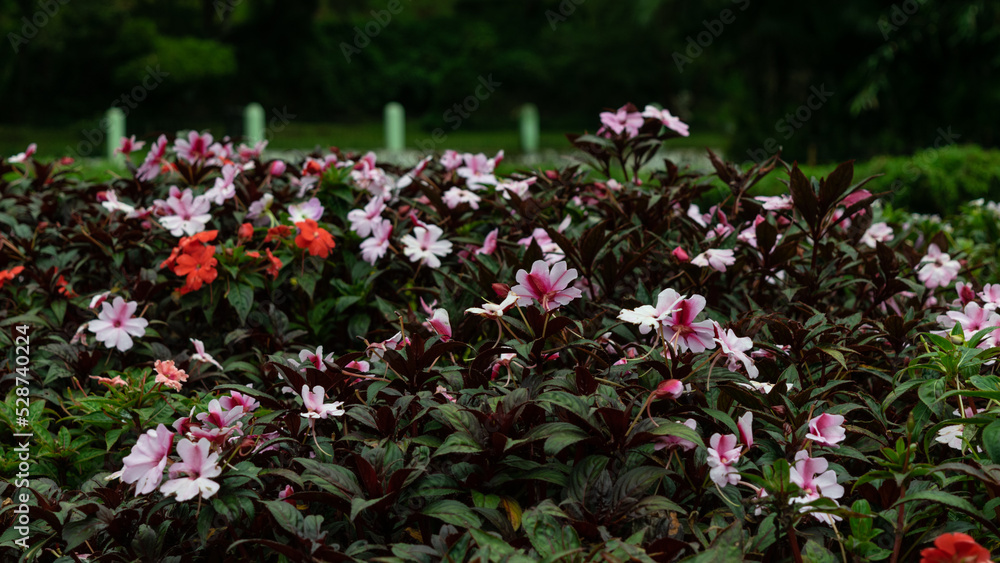 Close Colorful Flower Ooty Park View Trip Photo Close Colorful Flower Ooty Park View Trip Photo
