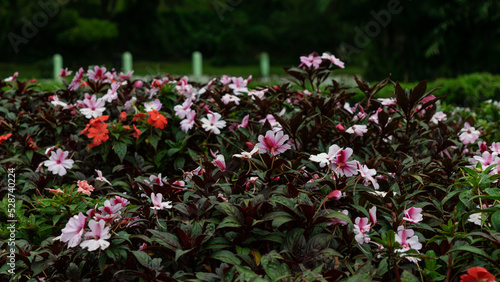 Fototapeta Naklejka Na Ścianę i Meble -  Close Colorful  Flower Ooty Park  View Trip Photo