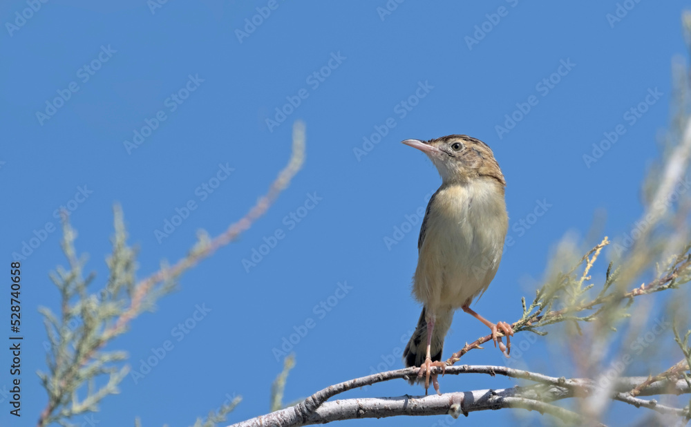 Zitting Cisticola or Streaked Fantail Warbler (Cisticola juncidis), Greece Zitting Cisticola or Streaked Fantail Warbler (Cisticola juncidis), Greece