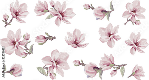 Magnolia flowers vector elements. Isolated watercolor bouquets in summer style.  Design wedding decor