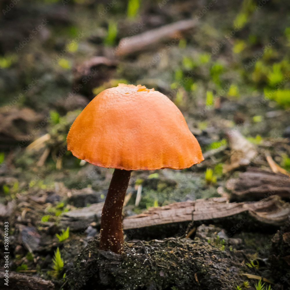 Edible and inedible mushrooms occurring in Poland. Edible and inedible mushrooms occurring in Poland.