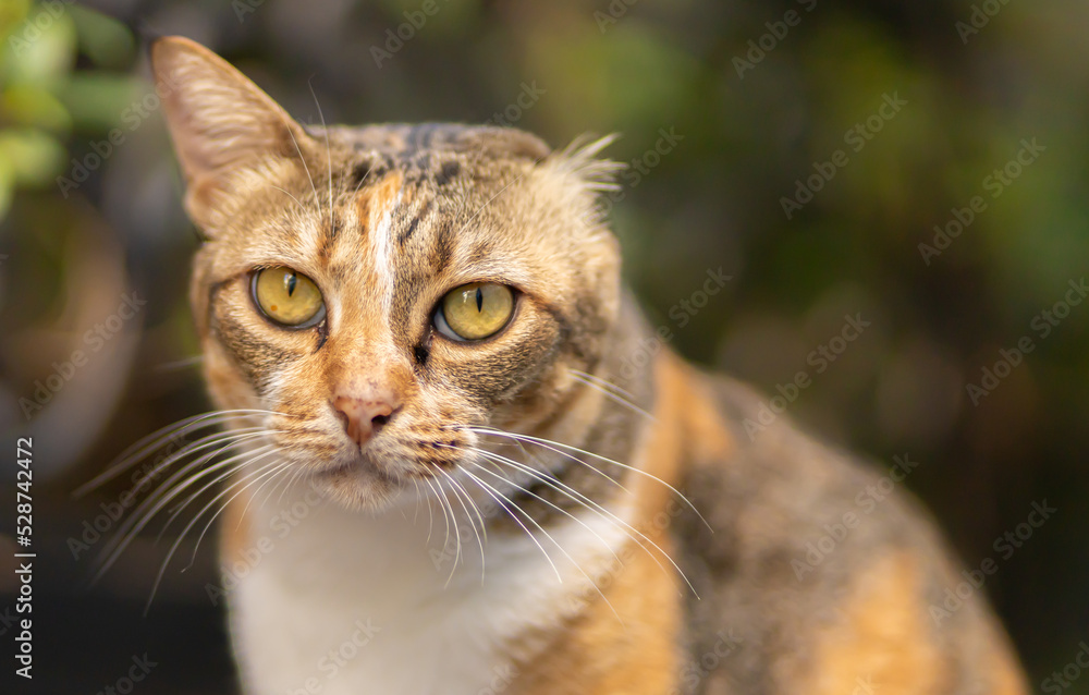 Fototapeta premium Picture of a pretty cat