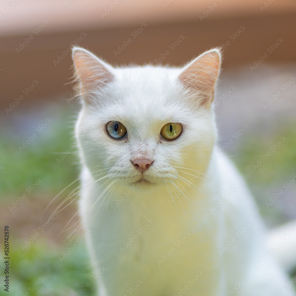 portrait of a beautiful white cat.
