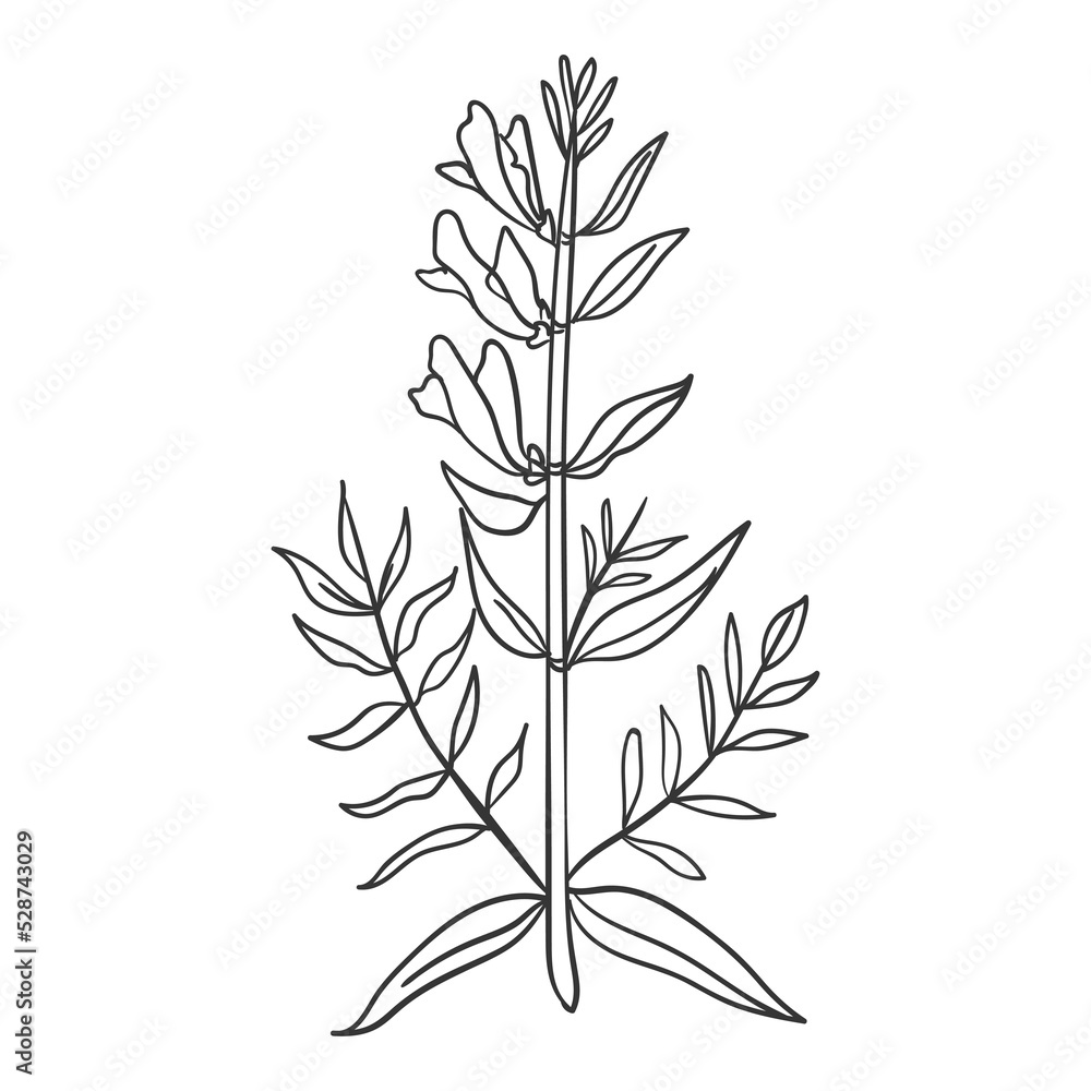 Handdrawn Line Art Floral, Twig, Grass and Leaf Handdrawn Line Art Floral, Twig, Grass and Leaf