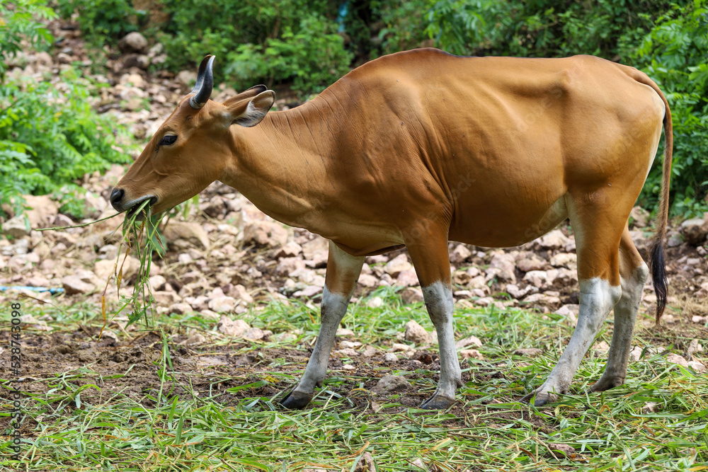 The female red cow in nature garden The female red cow in nature garden