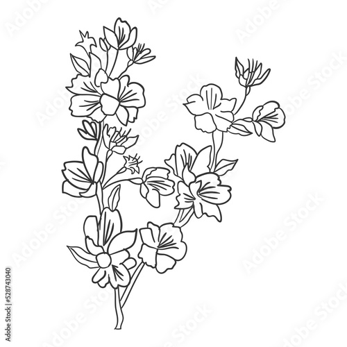 Fototapeta Naklejka Na Ścianę i Meble -  Handdrawn Line Art Floral, Twig, Grass and Leaf