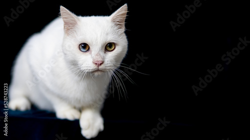 portrait of a beautiful white cat.