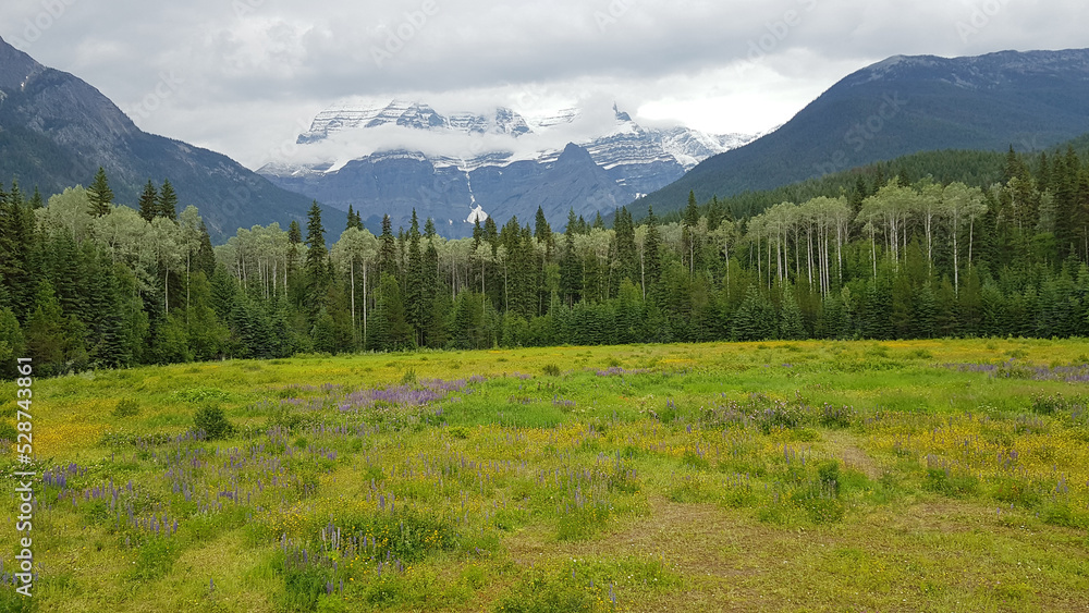Green meadow in front of snowy mountains