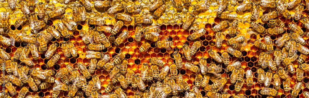 Beautiful honeycomb with bees close-up. A swarm of bees crawls through the combs collecting honey. Beekeeping, wholesome food for health.