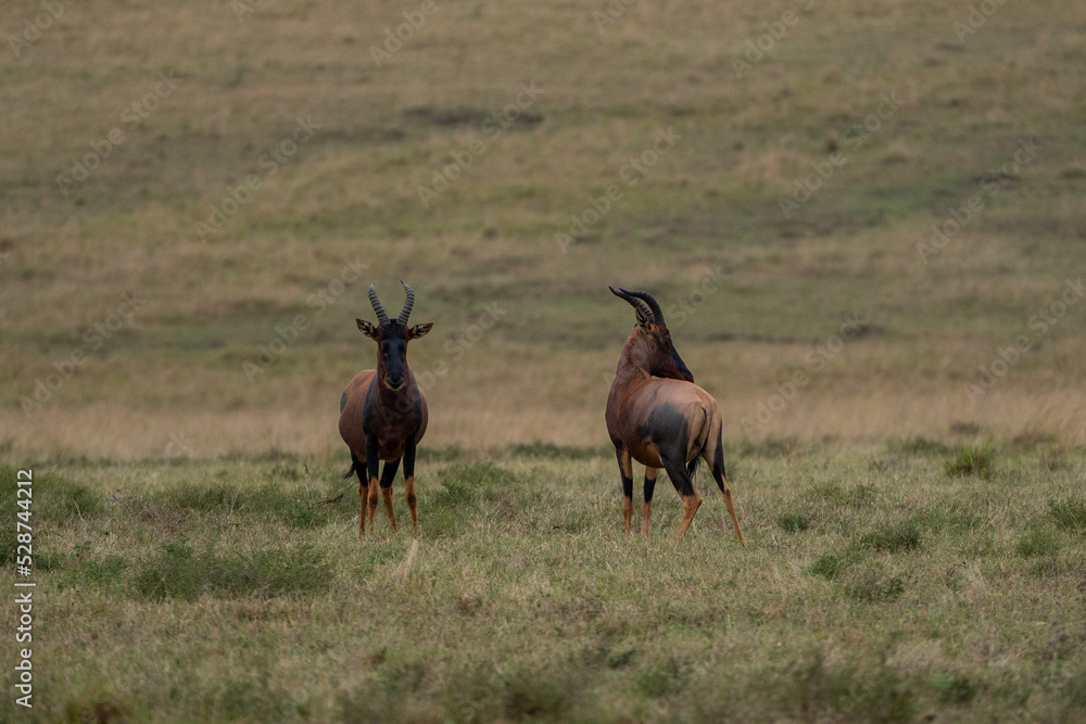 Beautiful duo of topi antelopes each looking in one direction in the savannah of the Masai Mara National Reserve, in Kenya, Africa
