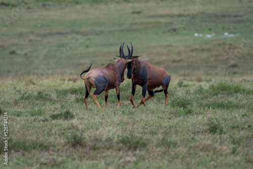 Beautiful pair of topi antelopes clash their horns playing in the savannah of the Masai Mara National Reserve  in Kenya  Africa