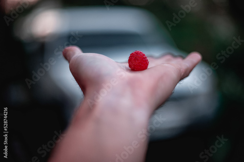 one red raspberry in the palm of an outstretched hand. DOF, Close up, selective focus