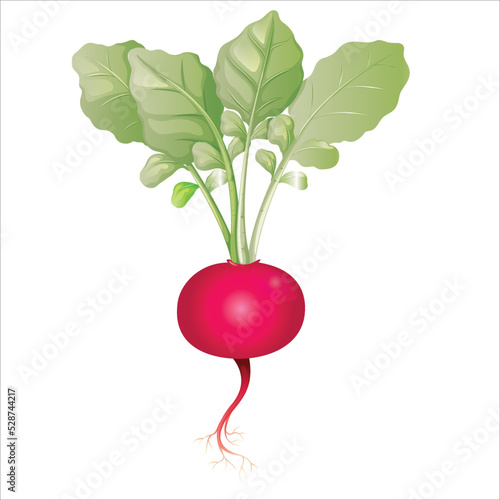 radish isolated on white