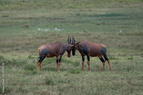 Beautiful pair of topi antelopes looking at each other while clashing their horns in the savannah of the Masai Mara National Reserve  in Kenya  Africa