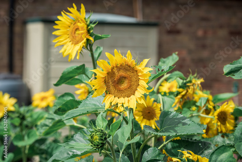 Sunflowers in the summer