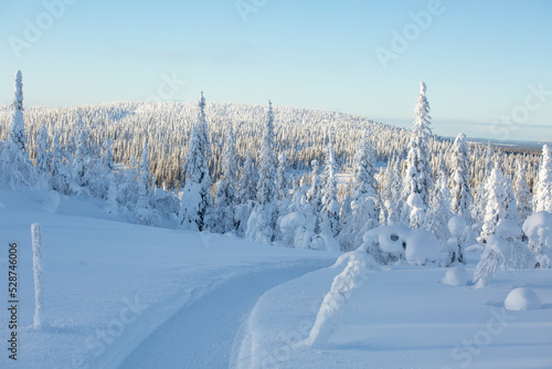 white winter forest with snow covered trees and a winter road leading to the forest