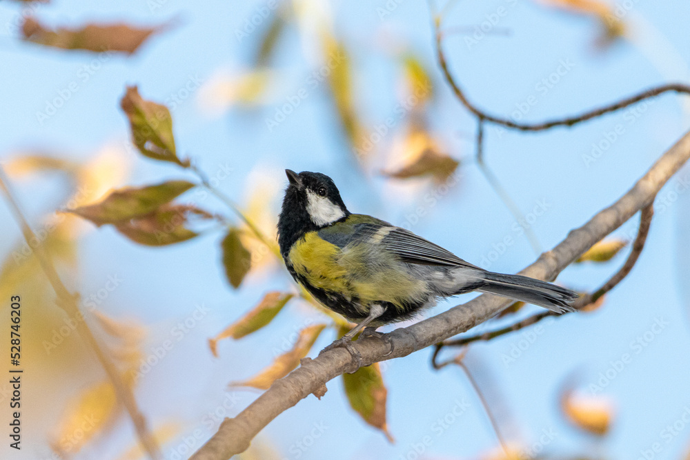 Obraz premium Great Tit perched on a tree branch